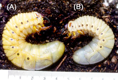 M CRB 3rd instar larvae copy_opt copy